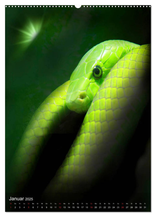 Schlangen im Lichtfenster des Dschungels (CALVENDO Premium Wandkalender 2025)