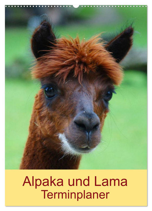 Alpaka und Lama Terminplaner (CALVENDO Wandkalender 2025)