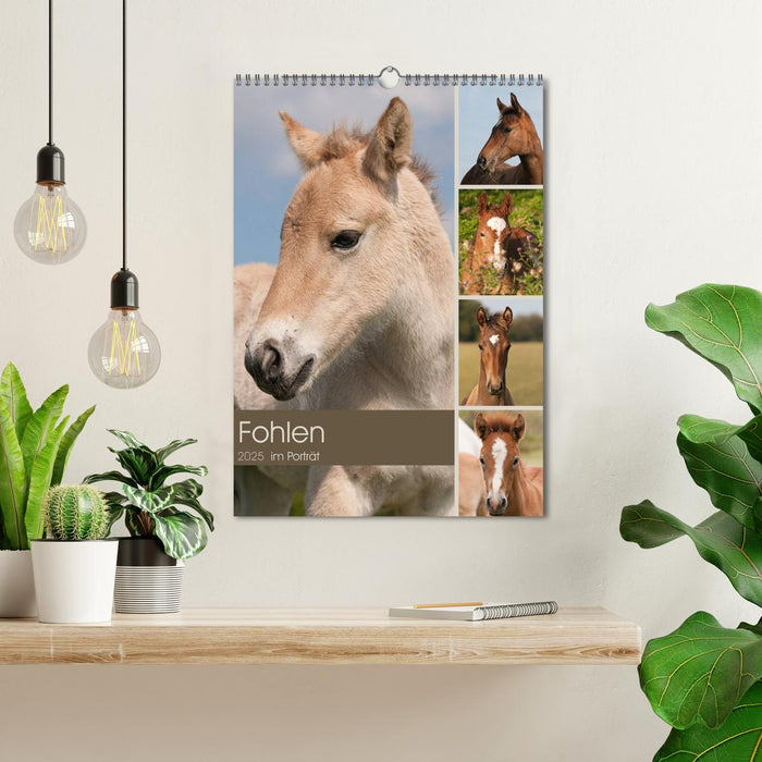 Fohlen im Porträt (CALVENDO Wandkalender 2025)