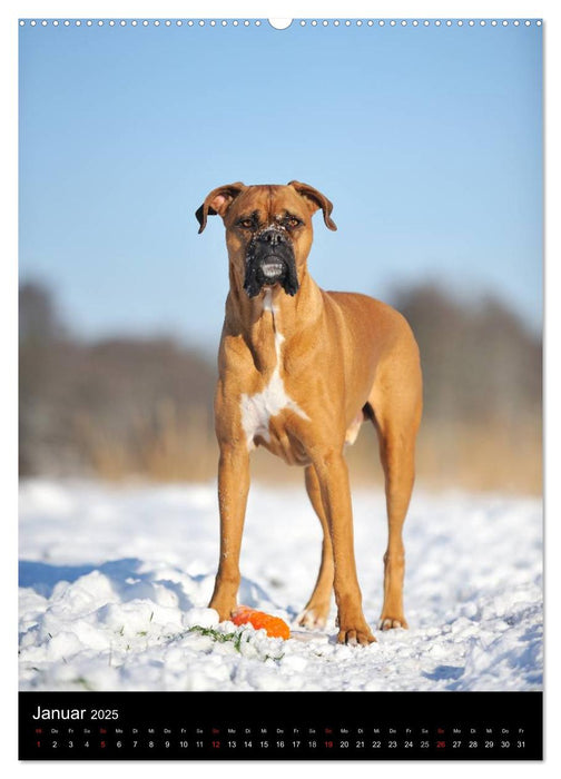 Boxer? Na klar! (CALVENDO Premium Wandkalender 2025)