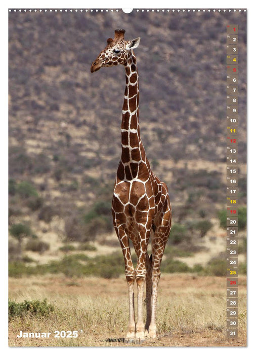 Giraffen - Anmut und Sanftheit (CALVENDO Premium Wandkalender 2025)