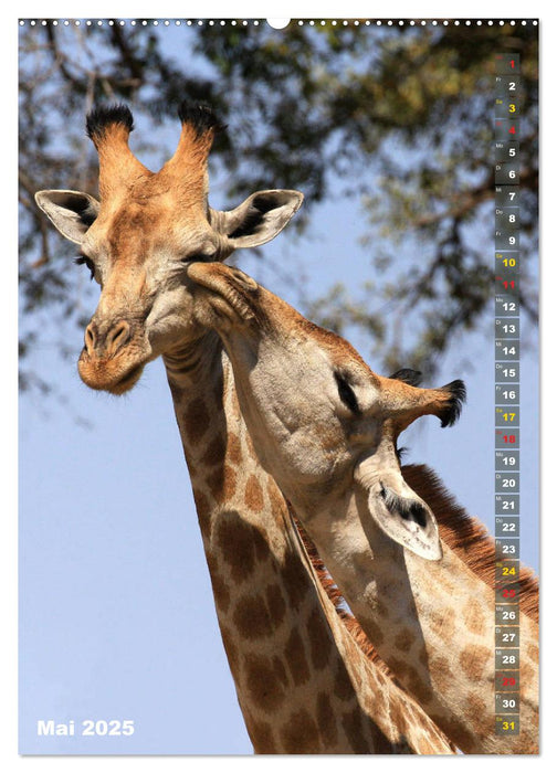 Giraffen - Anmut und Sanftheit (CALVENDO Premium Wandkalender 2025)
