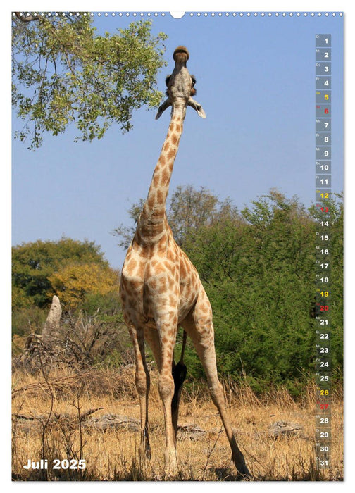 Giraffen - Anmut und Sanftheit (CALVENDO Premium Wandkalender 2025)