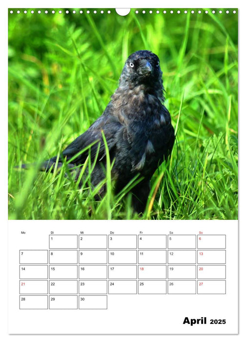 Heimische Wildtiere Terminplaner (CALVENDO Wandkalender 2025)