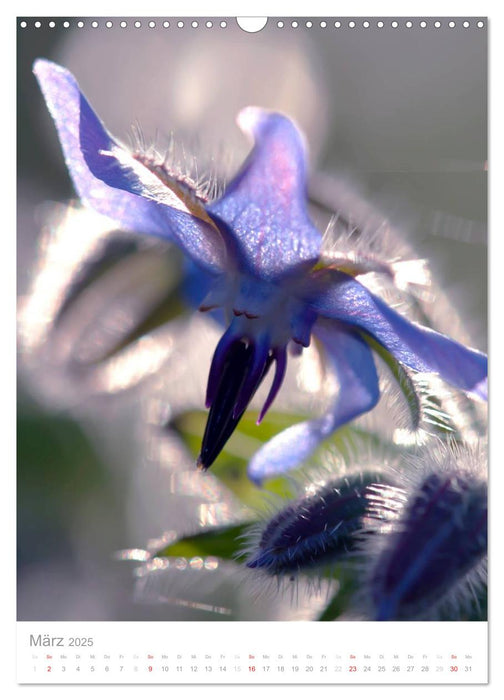 Blumen, die heilen (CALVENDO Wandkalender 2025)