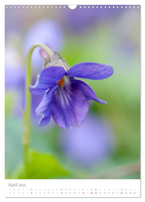 Blumen, die heilen (CALVENDO Wandkalender 2025)