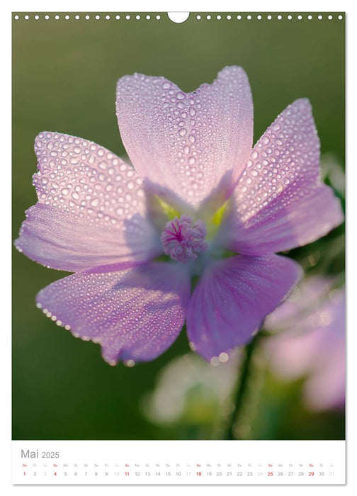 Blumen, die heilen (CALVENDO Wandkalender 2025)