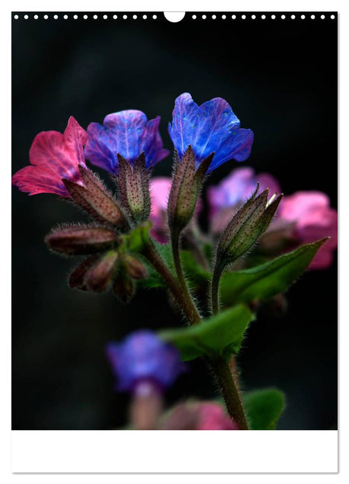 Blumen, die heilen (CALVENDO Wandkalender 2025)