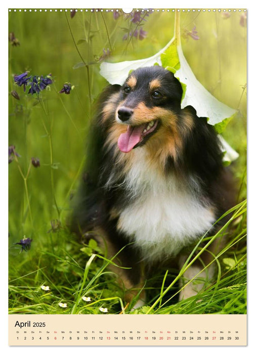 Mit Shelties durchs Jahr (CALVENDO Premium Wandkalender 2025)