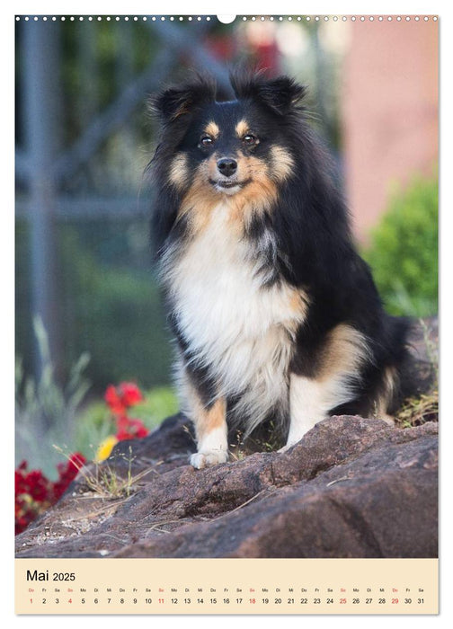 Mit Shelties durchs Jahr (CALVENDO Premium Wandkalender 2025)