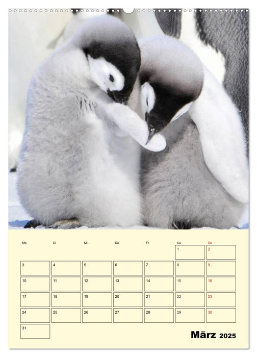 Pinguine. Wackeln im Thermo-Frack (CALVENDO Wandkalender 2025)