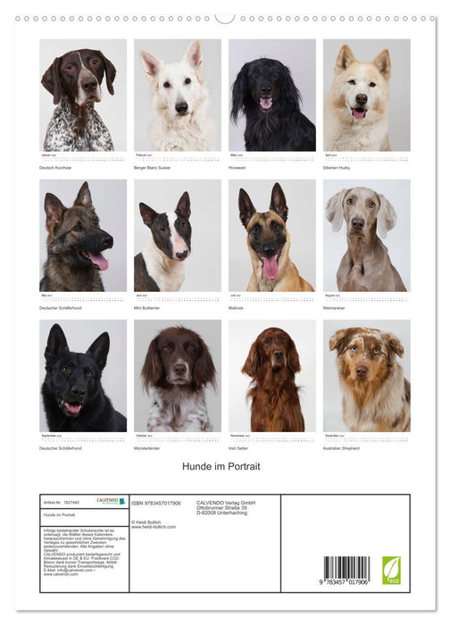 Hunde im Portrait (CALVENDO Premium Wandkalender 2025)