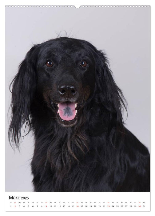 Hunde im Portrait (CALVENDO Premium Wandkalender 2025)