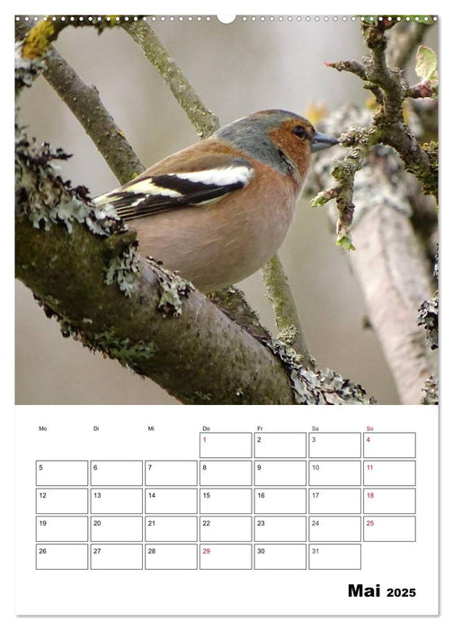 Amsel, Drossel, Fink und Star - beobachtet (CALVENDO Premium Wandkalender 2025)