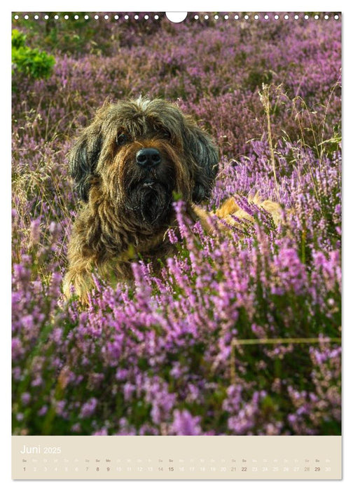 Briard-Gesichter (CALVENDO Wandkalender 2025)