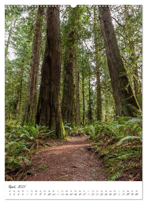 Weltnaturerbe Olympic National Park (CALVENDO Premium Wandkalender 2025)