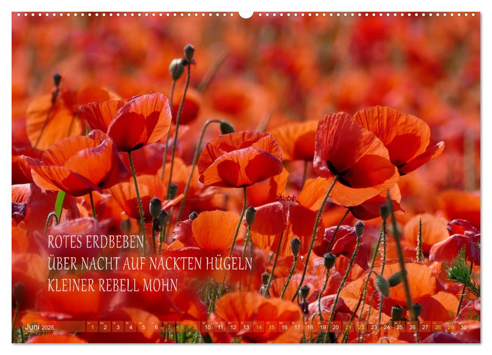 Haiku Poesie in Wort und Bild (CALVENDO Wandkalender 2025)