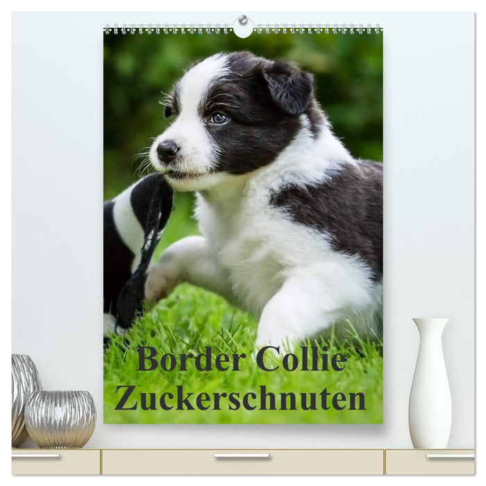 Border Collie Zuckerschnuten (CALVENDO Premium Wandkalender 2025)