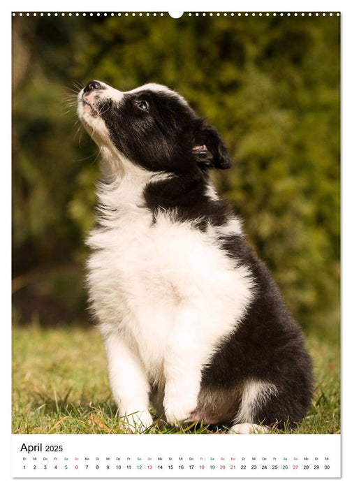 Border Collie Zuckerschnuten (CALVENDO Premium Wandkalender 2025)