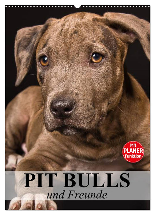 Pit Bulls und Freunde (CALVENDO Wandkalender 2025)