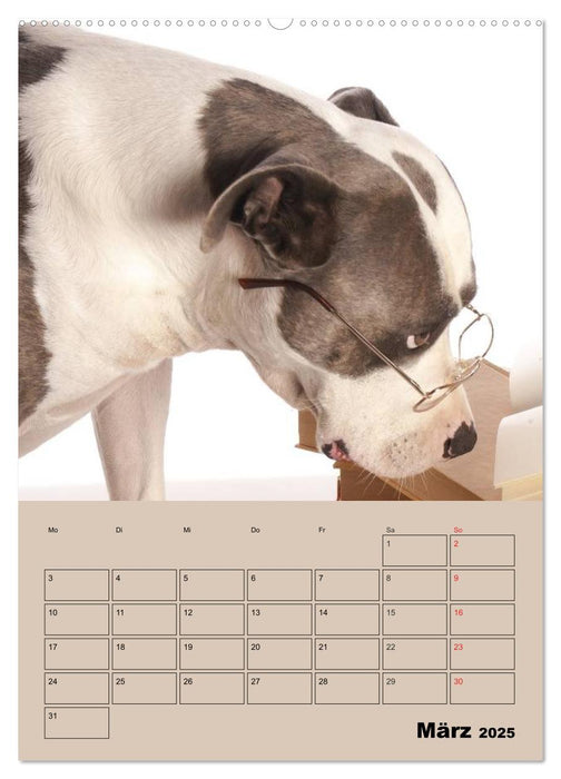 Pit Bulls und Freunde (CALVENDO Wandkalender 2025)