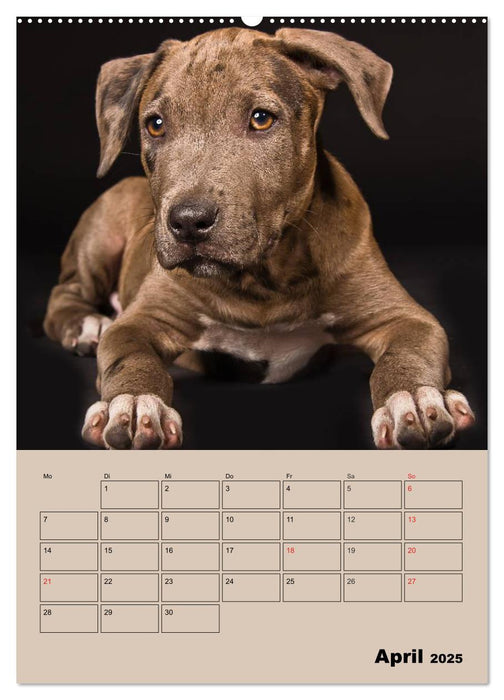 Pit Bulls und Freunde (CALVENDO Wandkalender 2025)