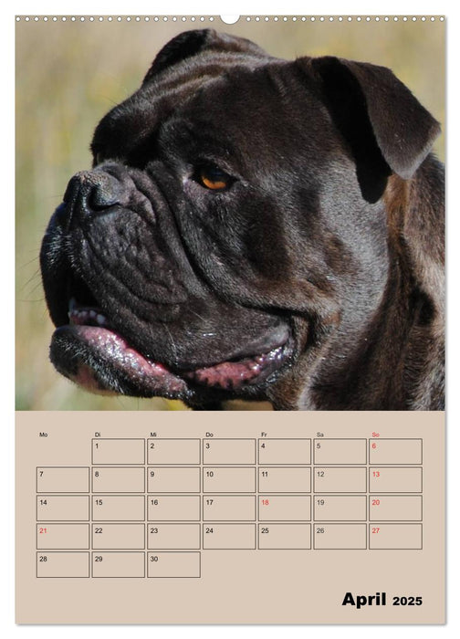 Bulldoggen-Gesichter (CALVENDO Wandkalender 2025)