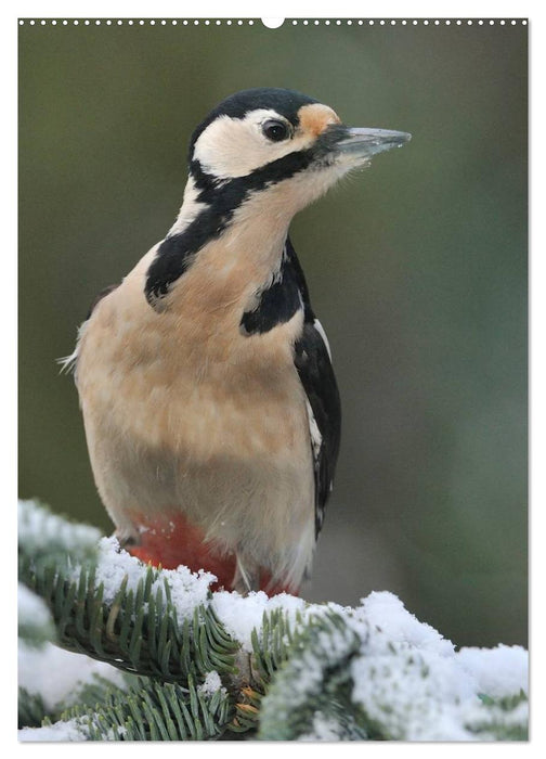 Vögel im heimischen Garten (CALVENDO Premium Wandkalender 2025)