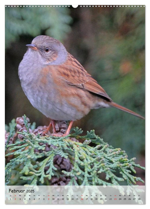 Vögel im heimischen Garten (CALVENDO Premium Wandkalender 2025)