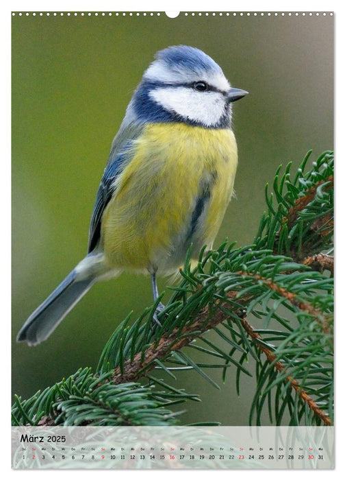 Vögel im heimischen Garten (CALVENDO Premium Wandkalender 2025)