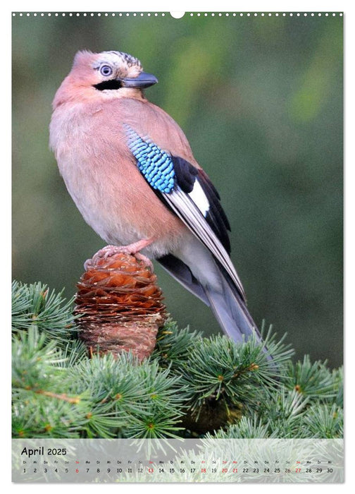 Vögel im heimischen Garten (CALVENDO Premium Wandkalender 2025)