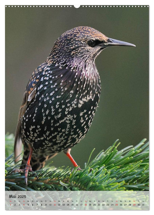 Vögel im heimischen Garten (CALVENDO Premium Wandkalender 2025)