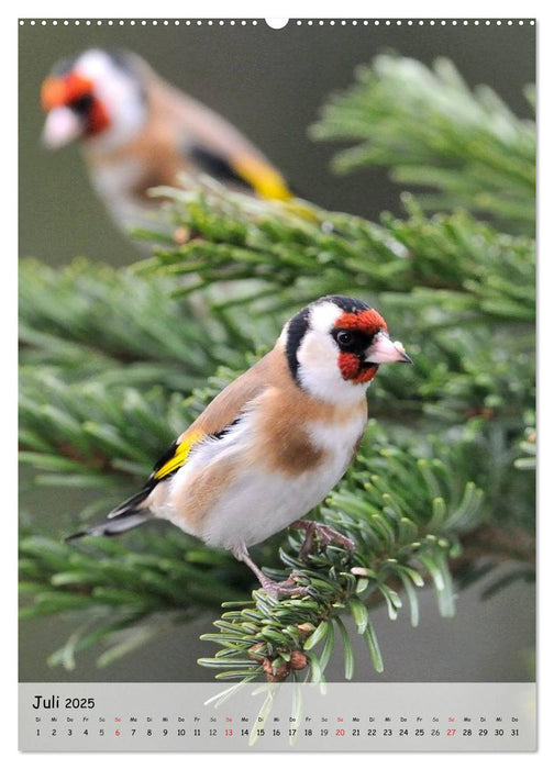 Vögel im heimischen Garten (CALVENDO Premium Wandkalender 2025)