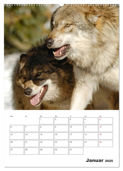 Emotionale Momente: Der Wolf. (CALVENDO Premium Wandkalender 2025)