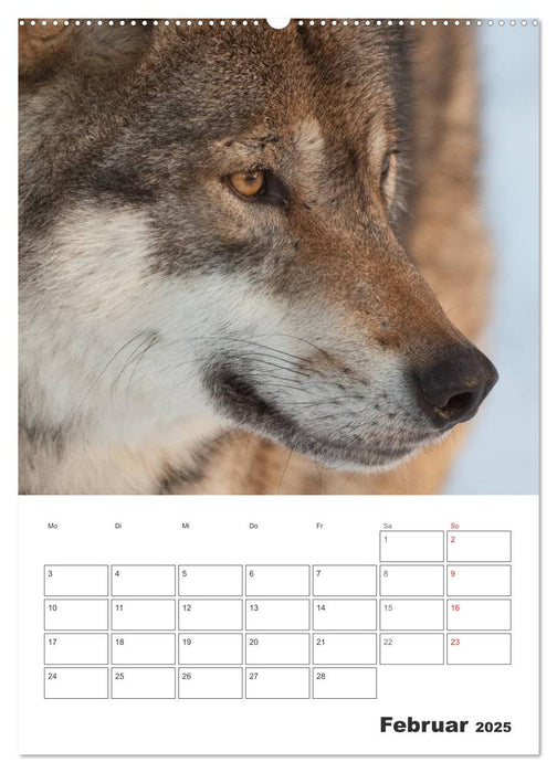 Emotionale Momente: Der Wolf. (CALVENDO Premium Wandkalender 2025)