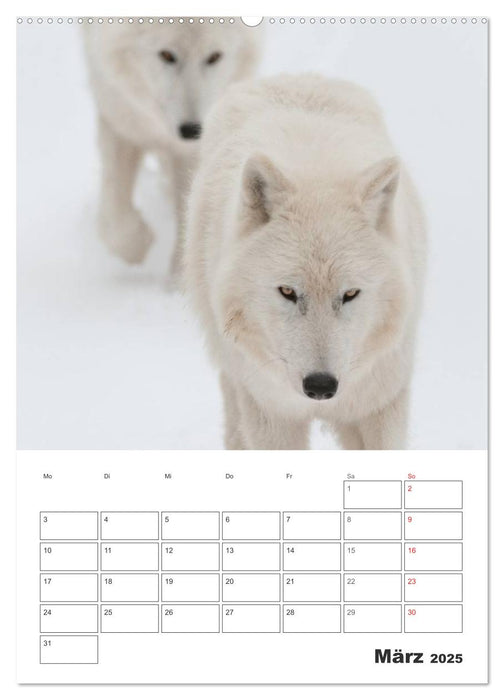 Emotionale Momente: Der Wolf. (CALVENDO Premium Wandkalender 2025)