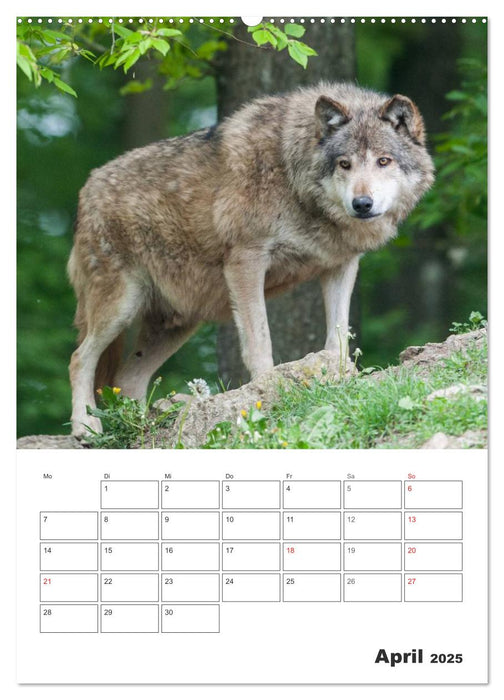 Emotionale Momente: Der Wolf. (CALVENDO Premium Wandkalender 2025)