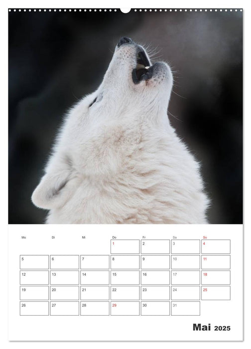 Emotionale Momente: Der Wolf. (CALVENDO Premium Wandkalender 2025)