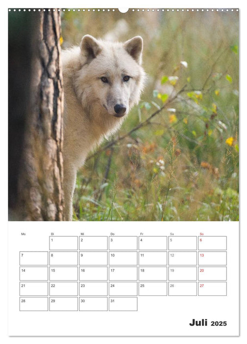 Emotionale Momente: Der Wolf. (CALVENDO Premium Wandkalender 2025)