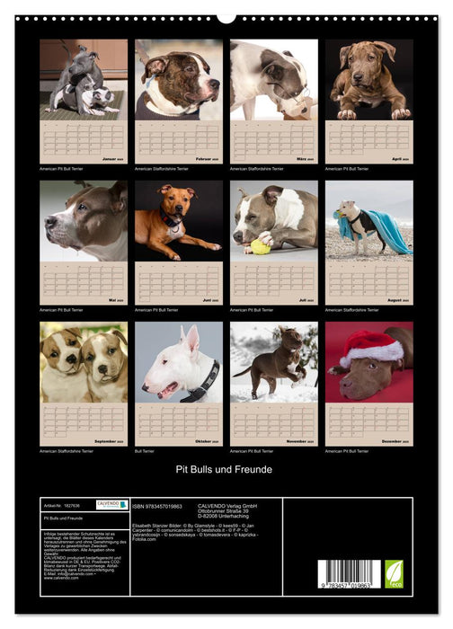 Pit Bulls und Freunde (CALVENDO Premium Wandkalender 2025)