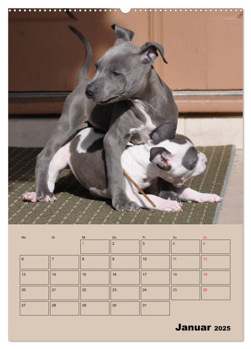 Pit Bulls und Freunde (CALVENDO Premium Wandkalender 2025)