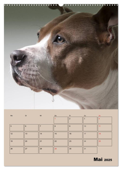 Pit Bulls und Freunde (CALVENDO Premium Wandkalender 2025)