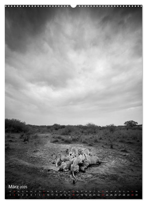 FineArt in Black and White: Löwenmagie (CALVENDO Premium Wandkalender 2025)