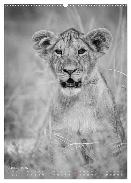 FineArt in Black and White: Der König der Löwen (CALVENDO Premium Wandkalender 2025)