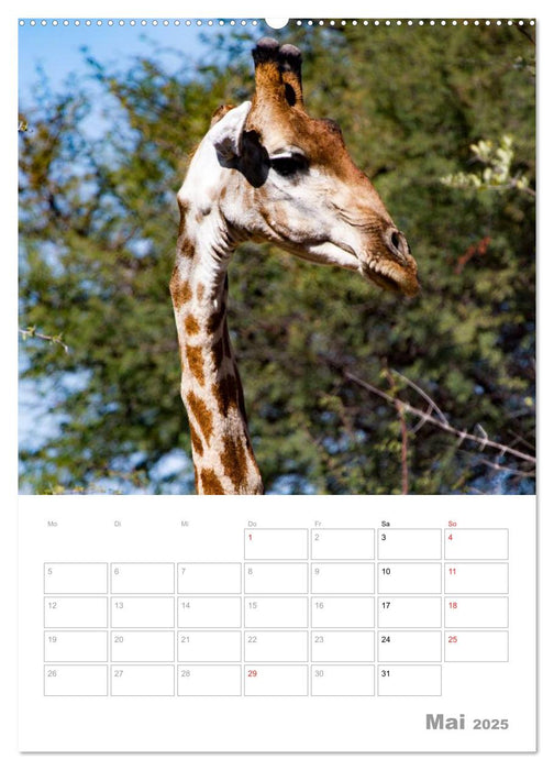 Giraffen - Die Riesen Afrikas (CALVENDO Wandkalender 2025)
