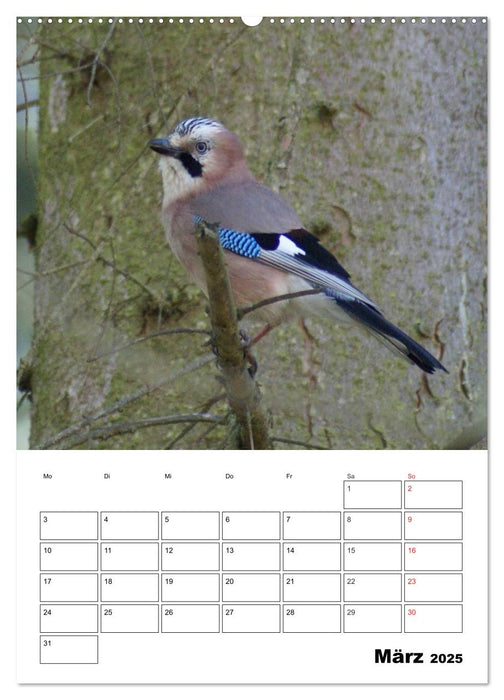 Rabenvögel Terminplaner (CALVENDO Wandkalender 2025)