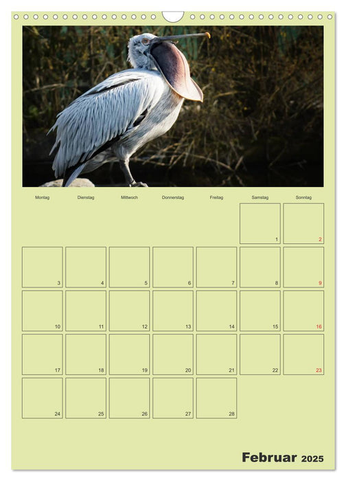 Coole und schräge Vögel (CALVENDO Wandkalender 2025)
