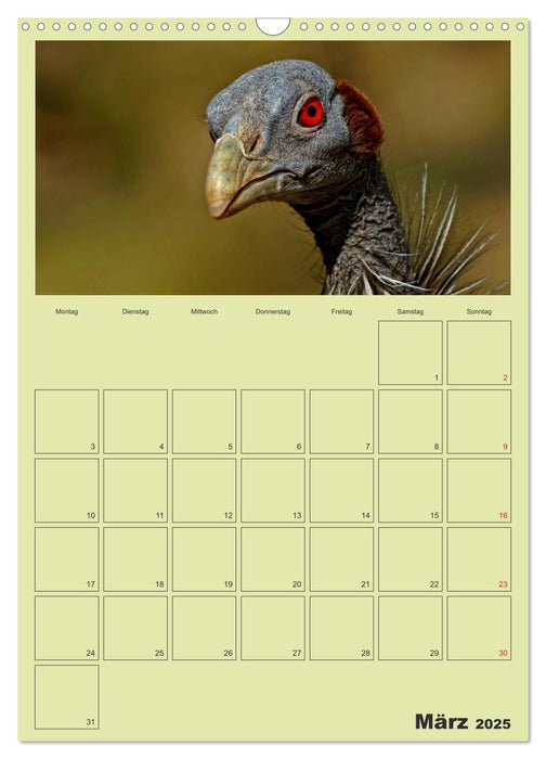 Coole und schräge Vögel (CALVENDO Wandkalender 2025)