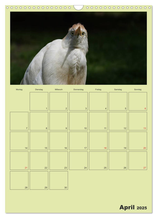 Coole und schräge Vögel (CALVENDO Wandkalender 2025)