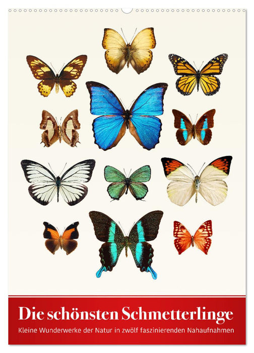 Die schönsten Schmetterlinge (CALVENDO Wandkalender 2025)